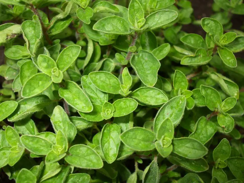 What to know about growing oregano
