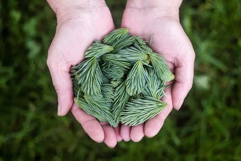 What uses can be given to the pine leaf?