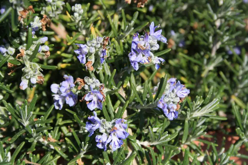 Let’s talk about rosemary and its benefits