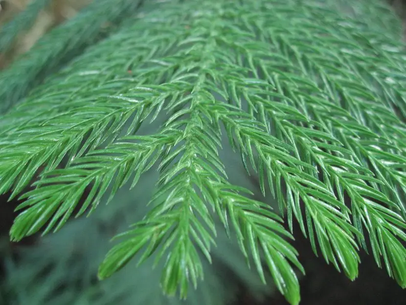 Norfolk pine, a spectacular conifer for your garden