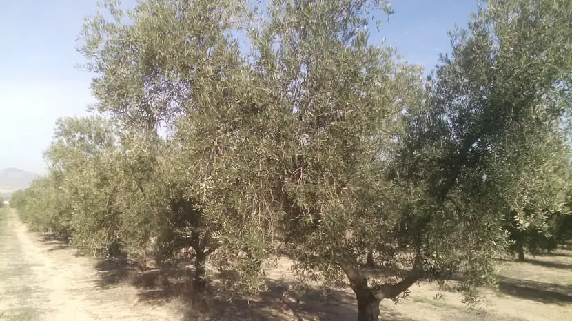 The subscriber of the olive trees