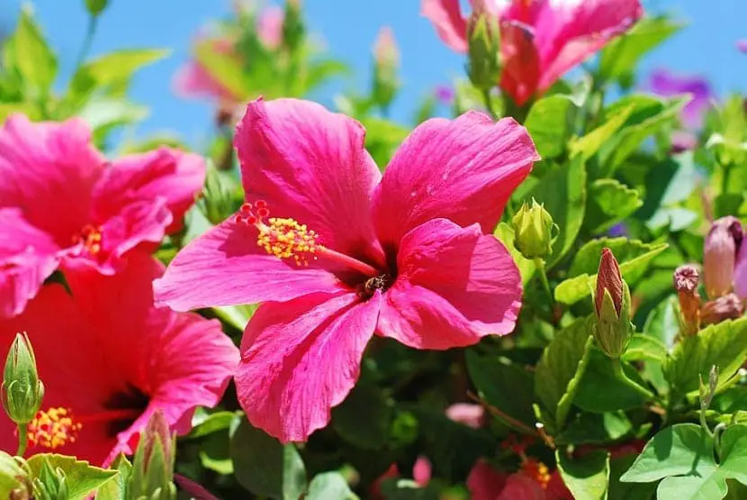 How to grow hibiscus?