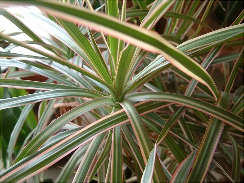 What type of compost does the dracena marginata need?