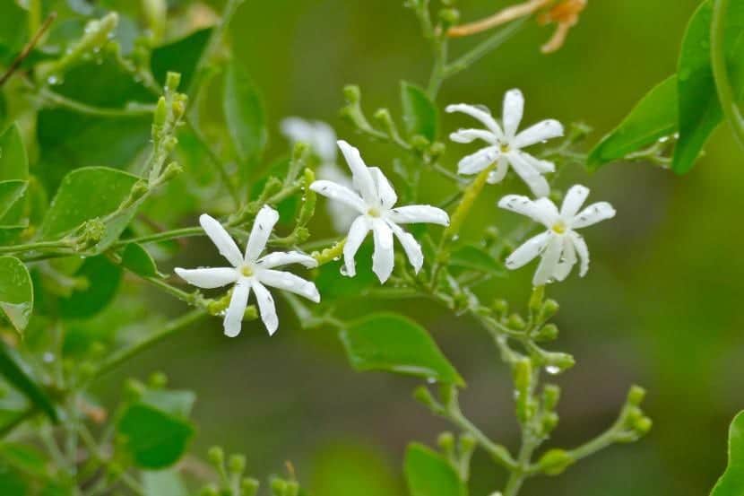 Tips for Growing Jasmine | Gardening On