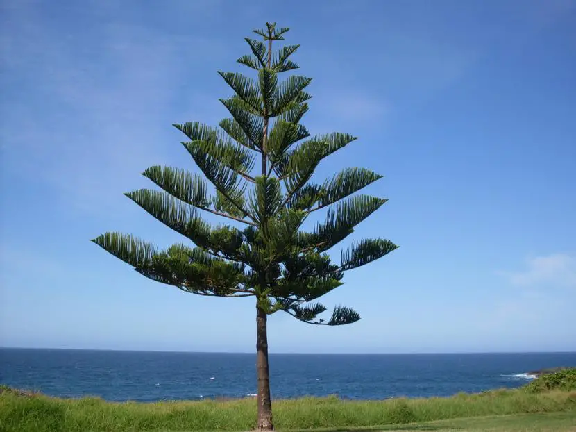 The beauty and rusticity of the Araucaria