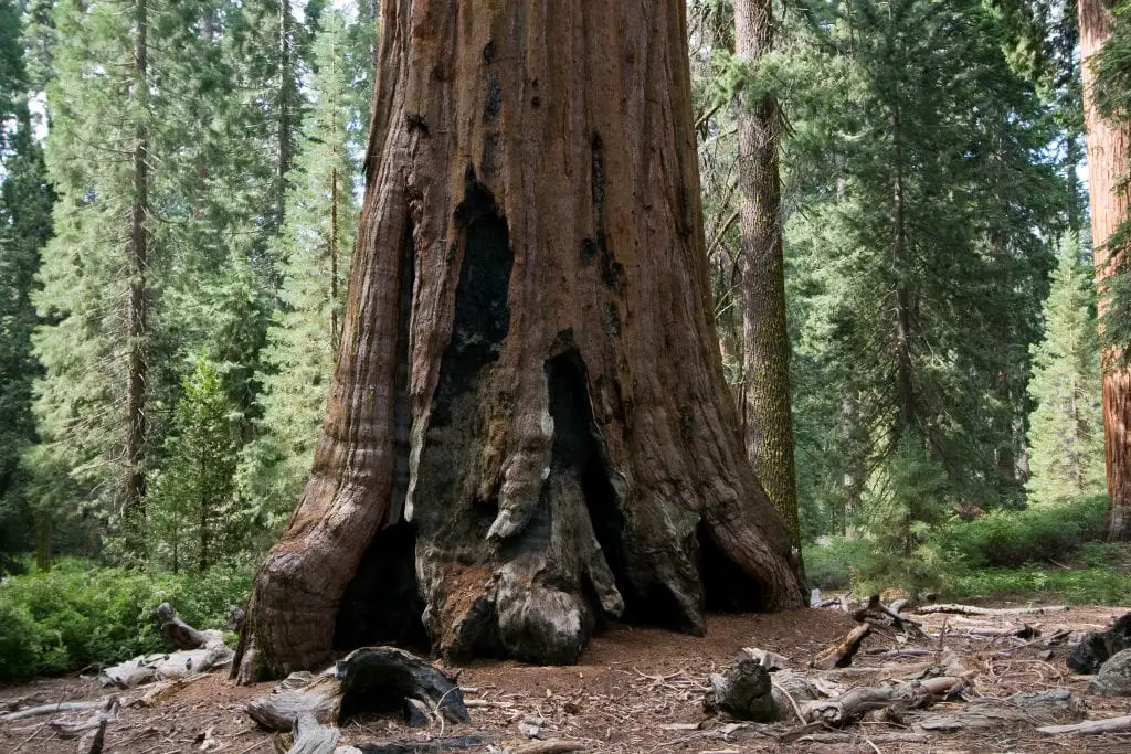 Curiosities of the Giant Sequoia
