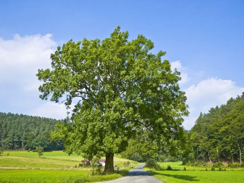 4 curiosities of the ash tree that will surprise you
