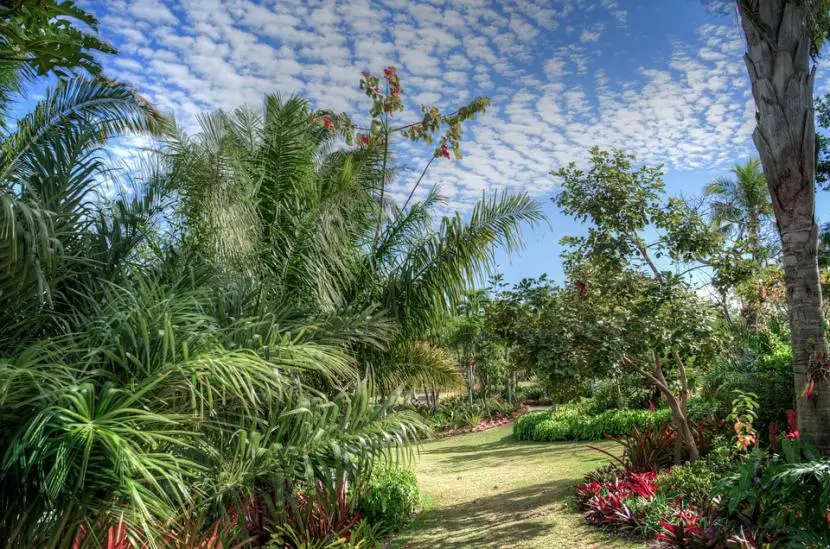 4 resistant palm trees for your garden