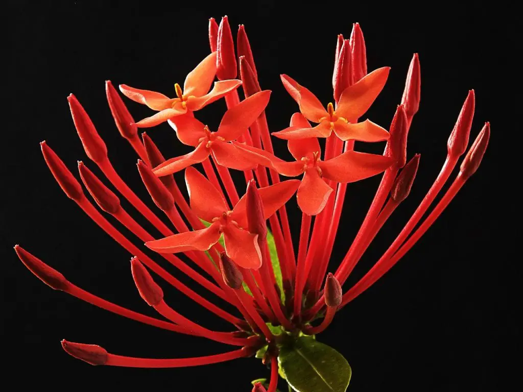 5 indoor plants with red flower