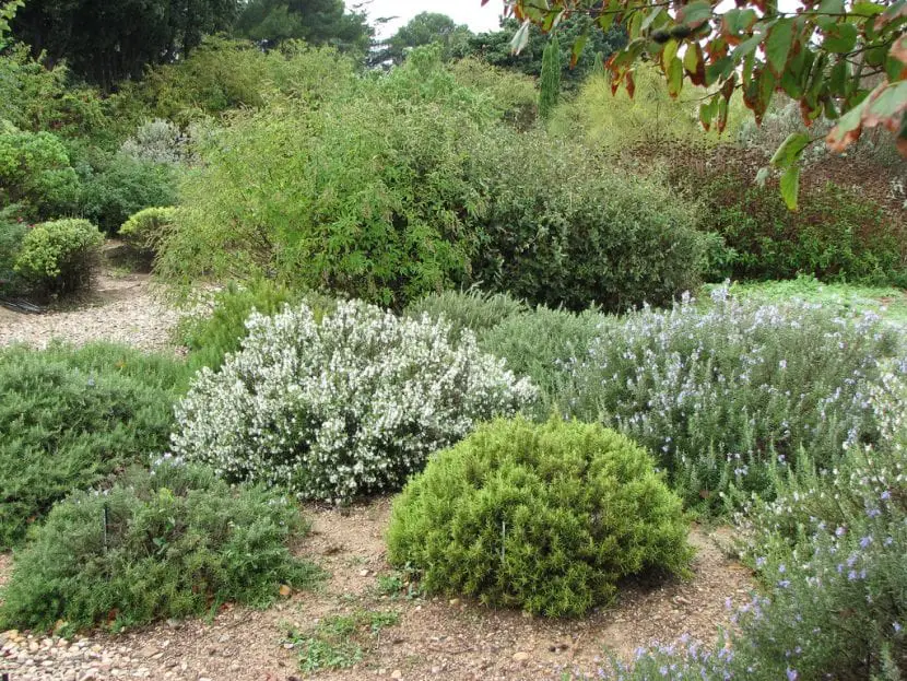 5 names of drought resistant shrubs