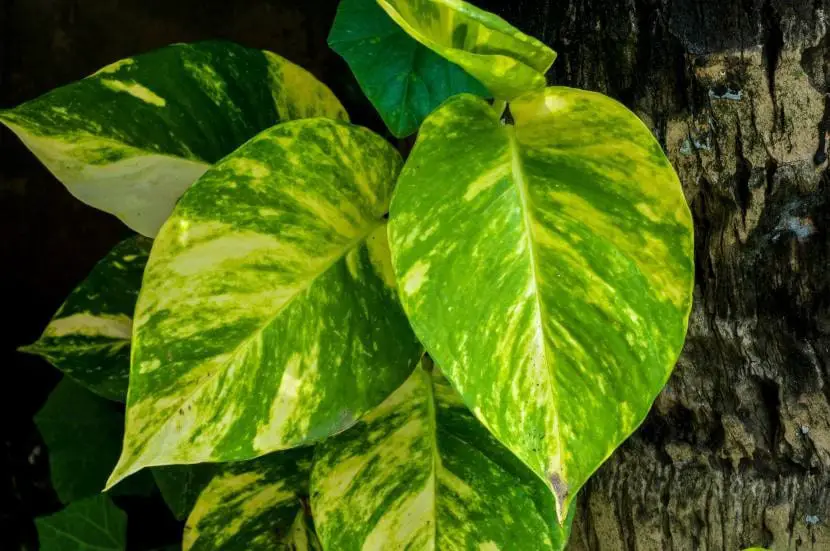 6 indoor plants that need little light