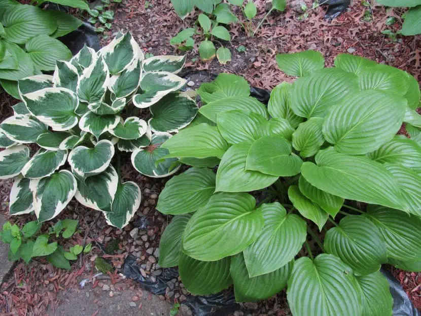 6 shade plants for the garden