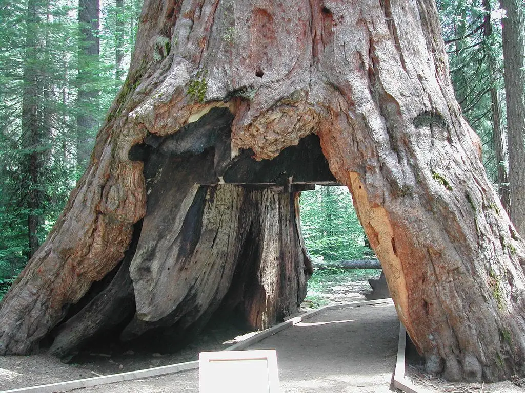 A storm storm knocks down the tunnel tree “Pioneer Cabin Tree”