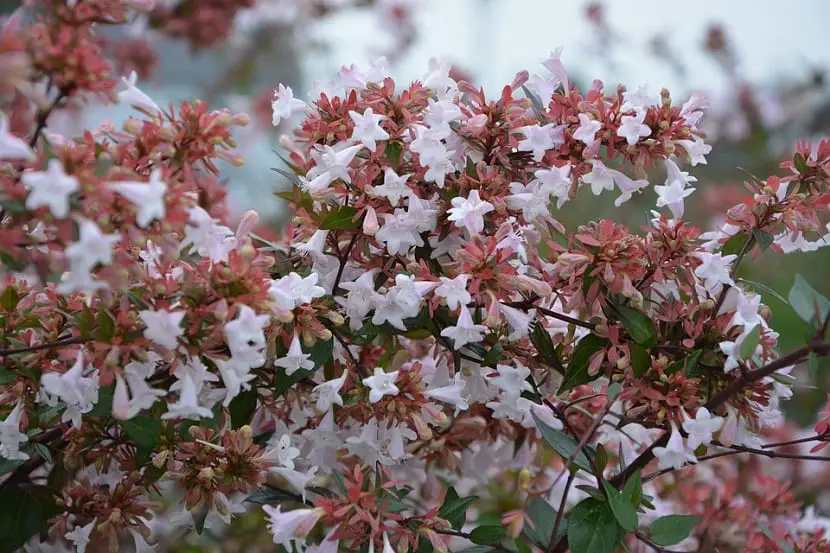 Characteristics, cultivation and care of Abelia
