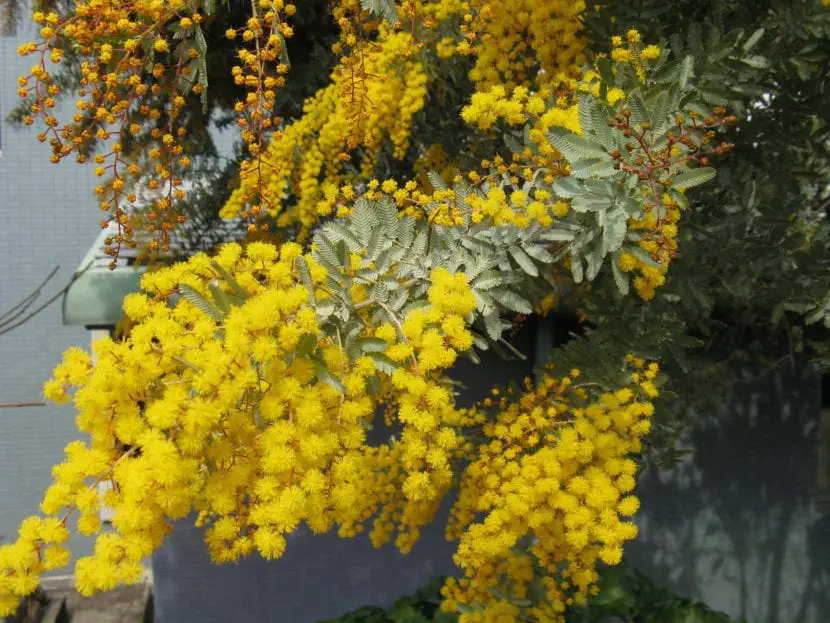 Acacia baileyana, the most elegant Mimosa