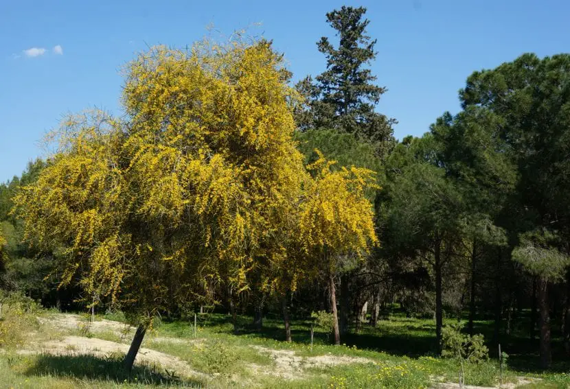 What are the characteristics of the acacia tree?