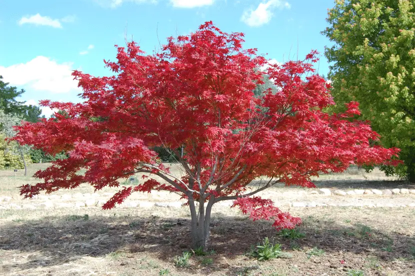 10 types of Japanese maple