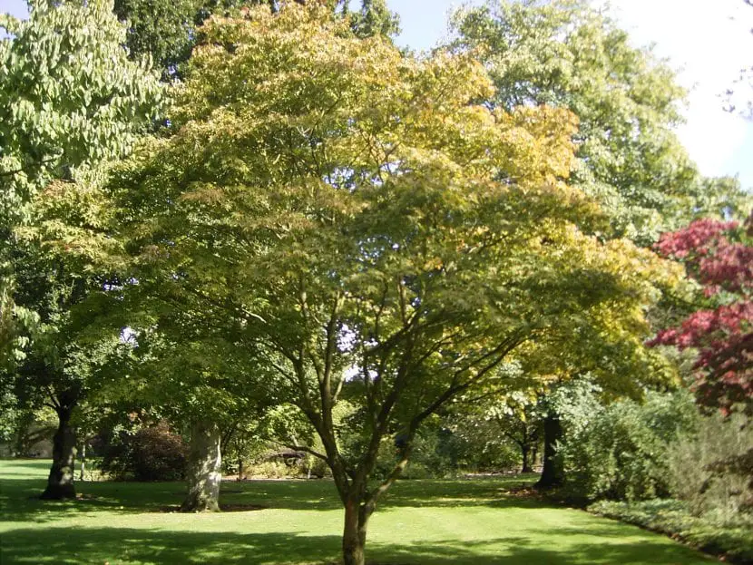 What is the climate of the maple?