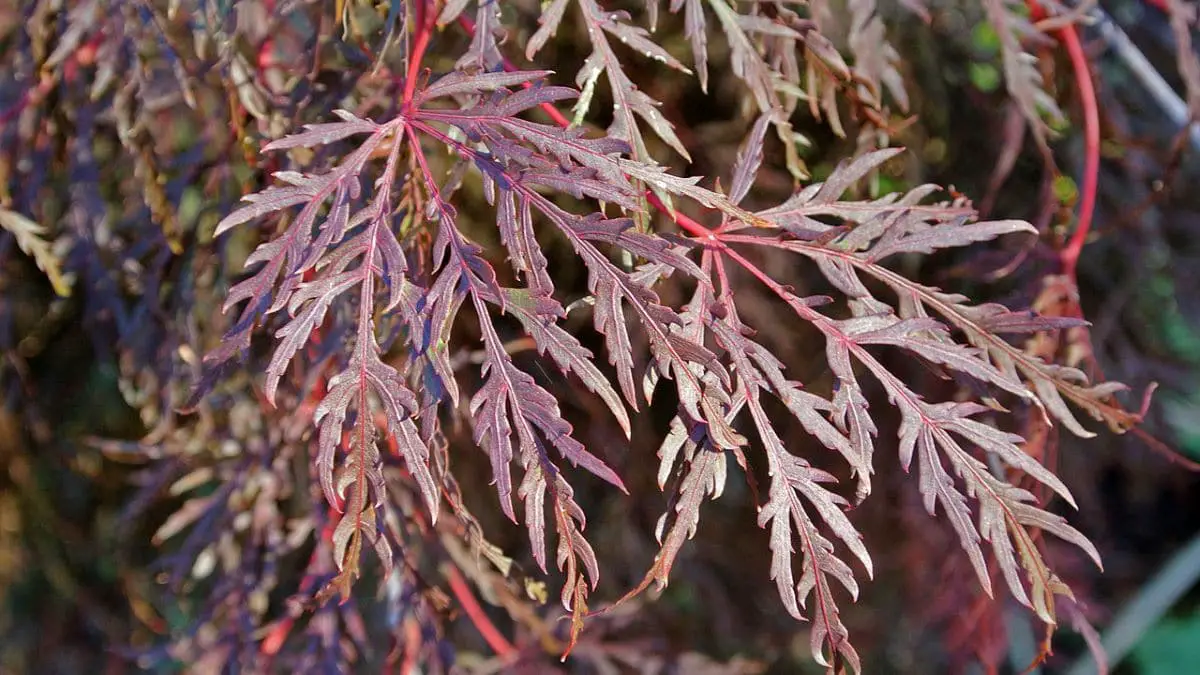 Acer palmatum var.  dissection: characteristics and care