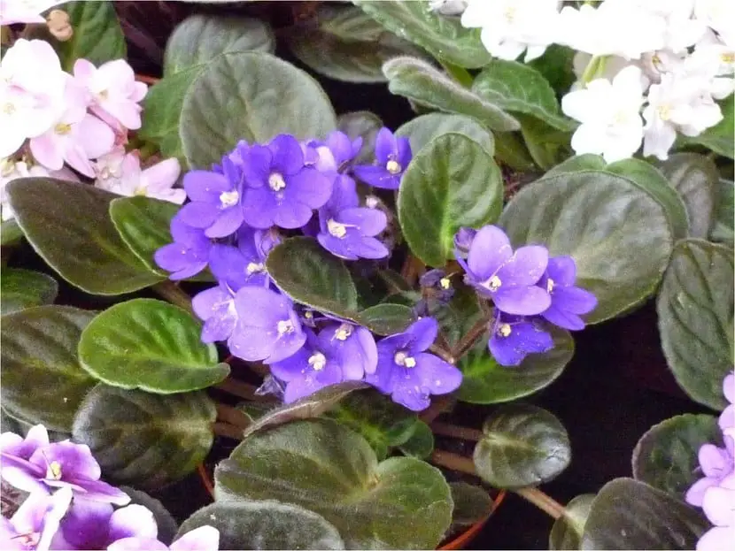 Advice and care of the African Violet