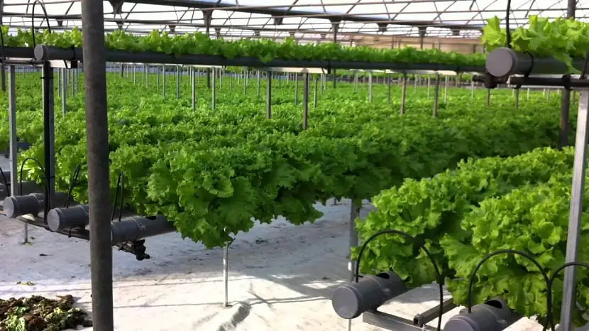 What is the difference between aeroponics and hydroponics?
