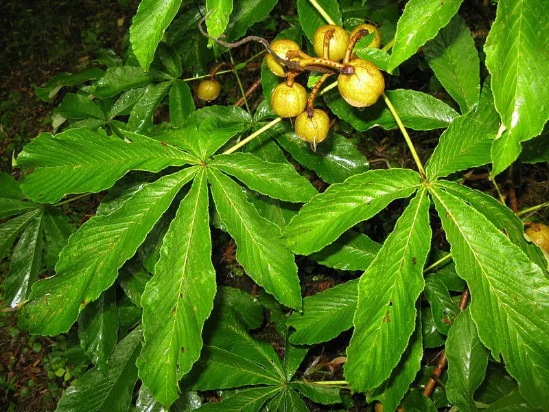 Japanese false chestnut (Aesculus turbinata)