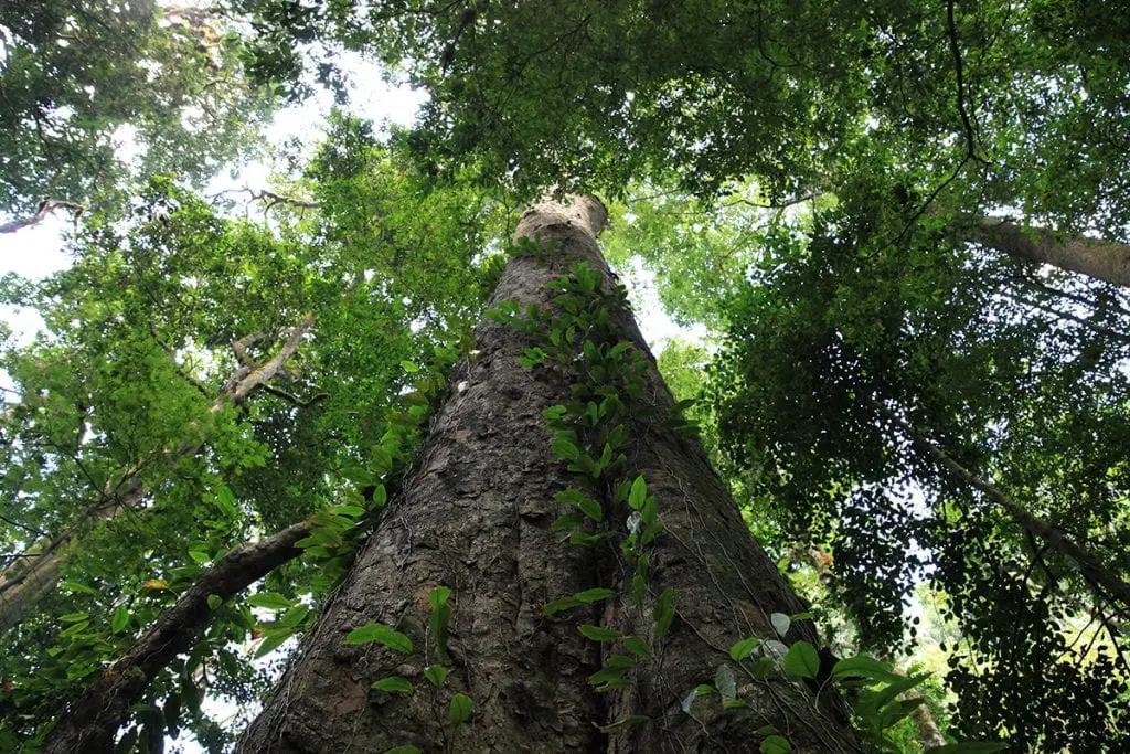 Africa’s tallest tree discovered on Kilimanjaro