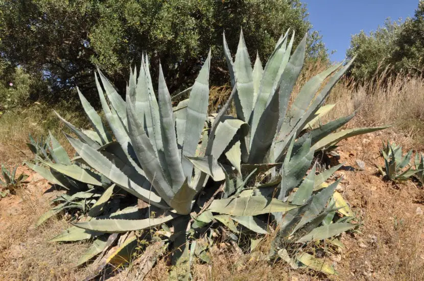 Agave americana, a resistant plant for xero-gardens