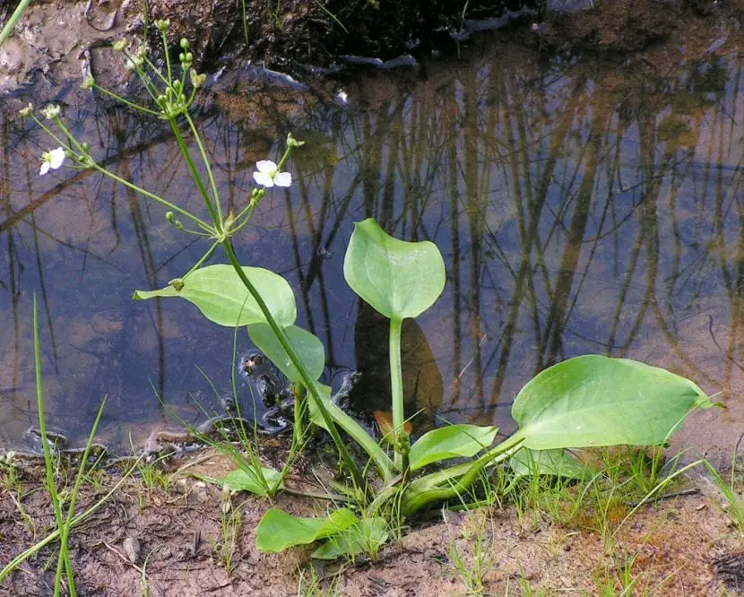 Water plantain (Alisma plantago-aquatica)