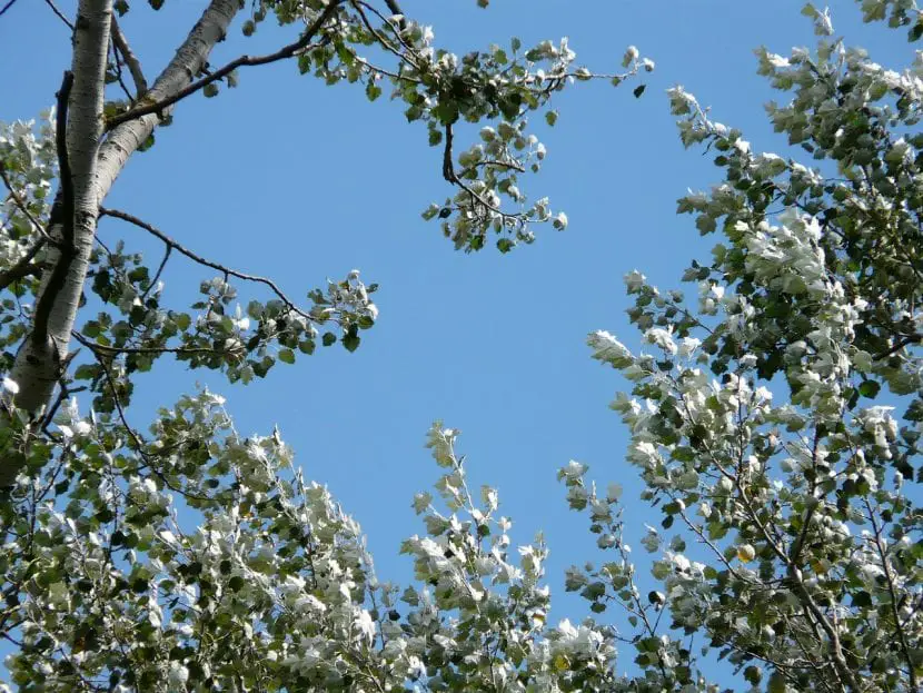 All about the white poplar