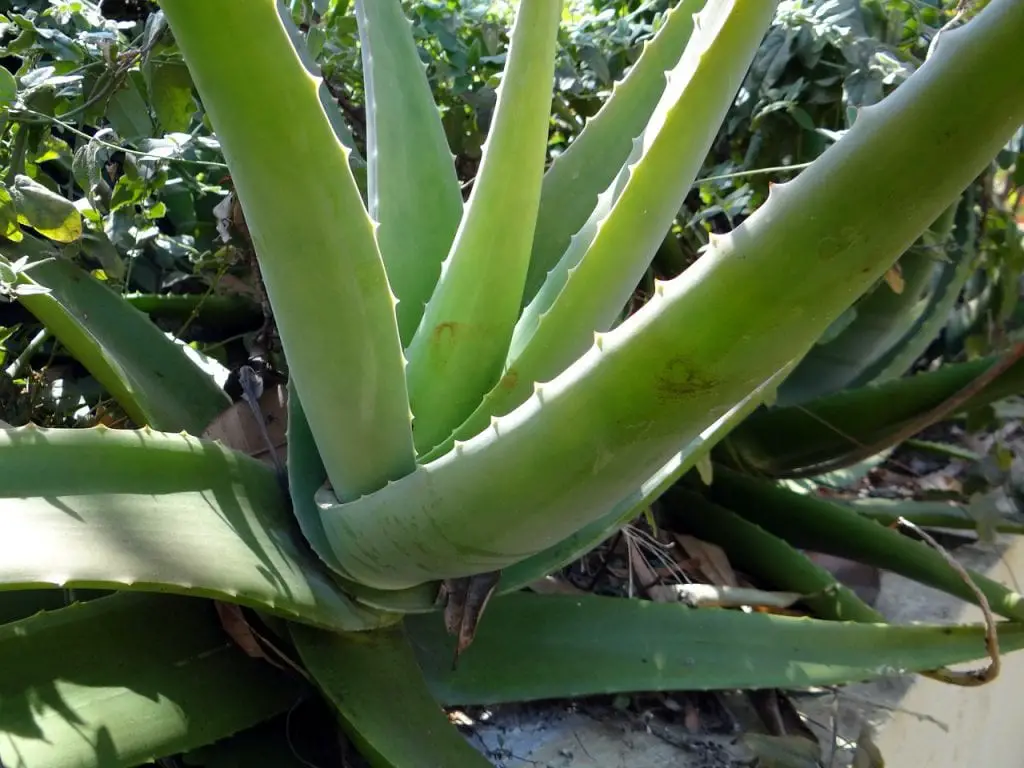 Aloe vera: Discover all its secrets