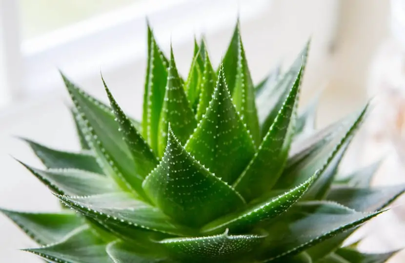 Aloe vera, a plant with great health benefits