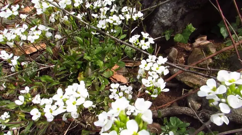 Characteristics, cultivation and care of the Caucasian Arabis