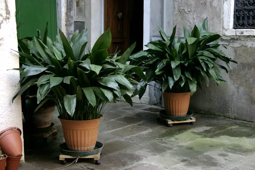 Aspidistra, large-leaved plant | Gardening On