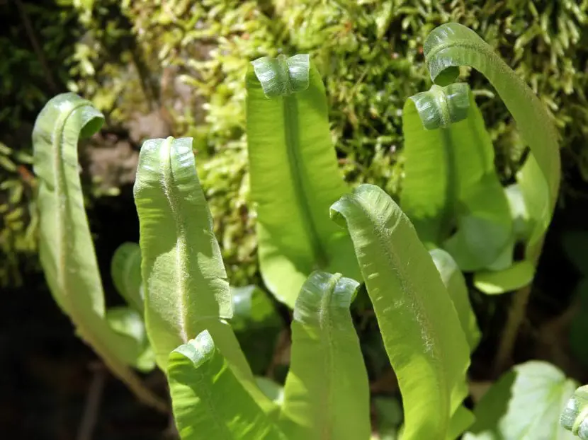 Deer tongue, a very easy to care fern
