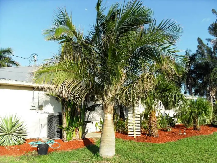 Augusta palm, dwarf palm | Gardening On