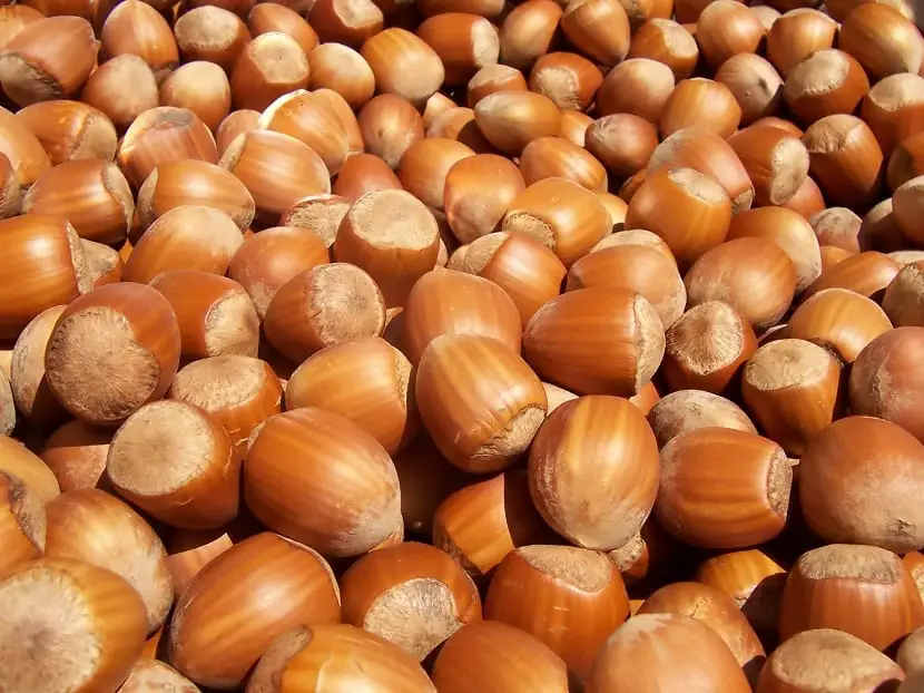 Characteristics, nutritional information and types of hazelnut