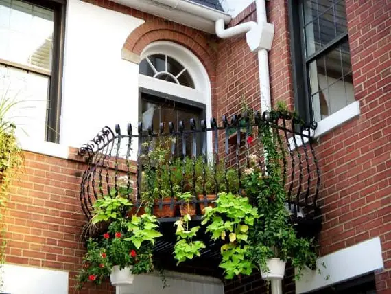 Balconies with climbing plants | Gardening On