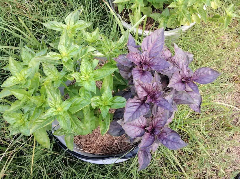 Basil varieties | Gardening On