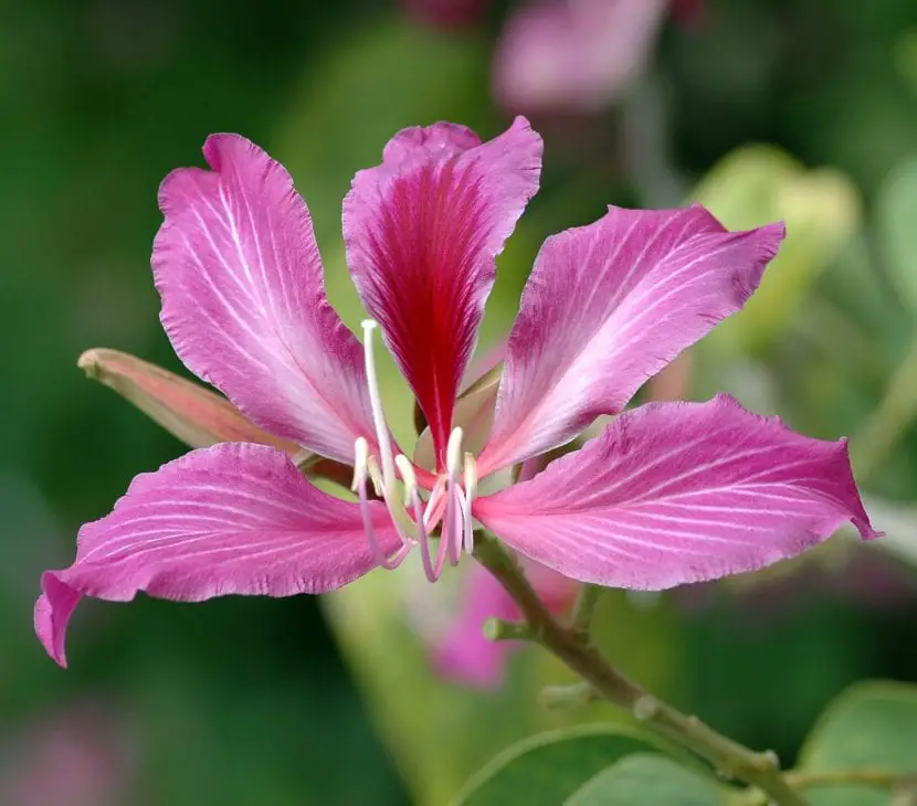 Camel toe or Bauhinia, the tree with the most decorative flowers