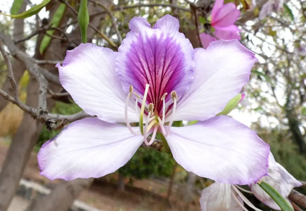 Caring for the Orchid Tree (Bauhinia variegata), the orchid tree