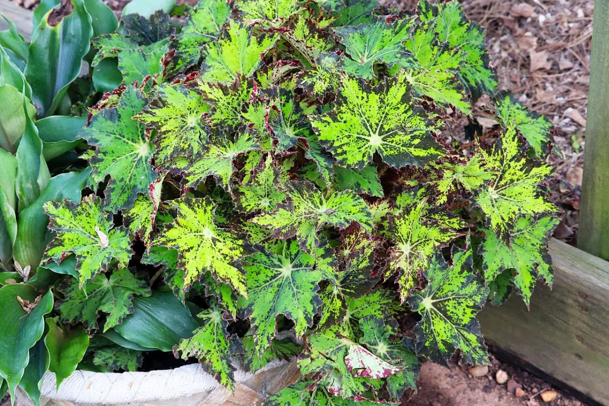 Begonia cleopatra: care you need to have it beautiful
