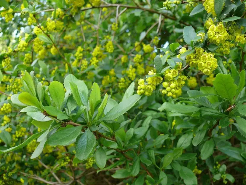 Berberis vulgaris, a perfect shrub for protection hedges