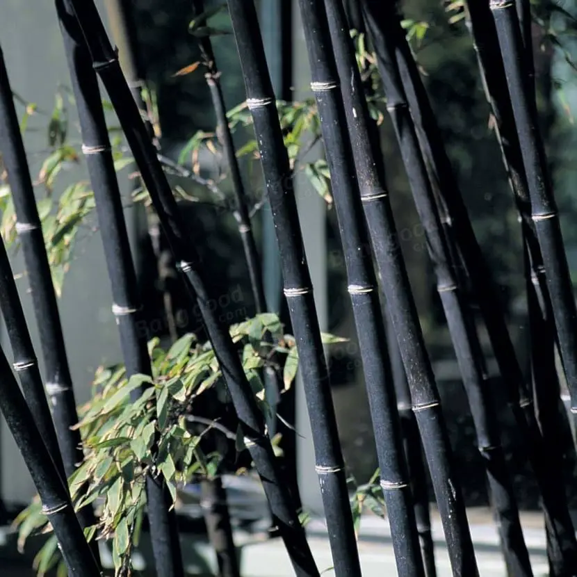 Black bamboo, exotic plant | Gardening On