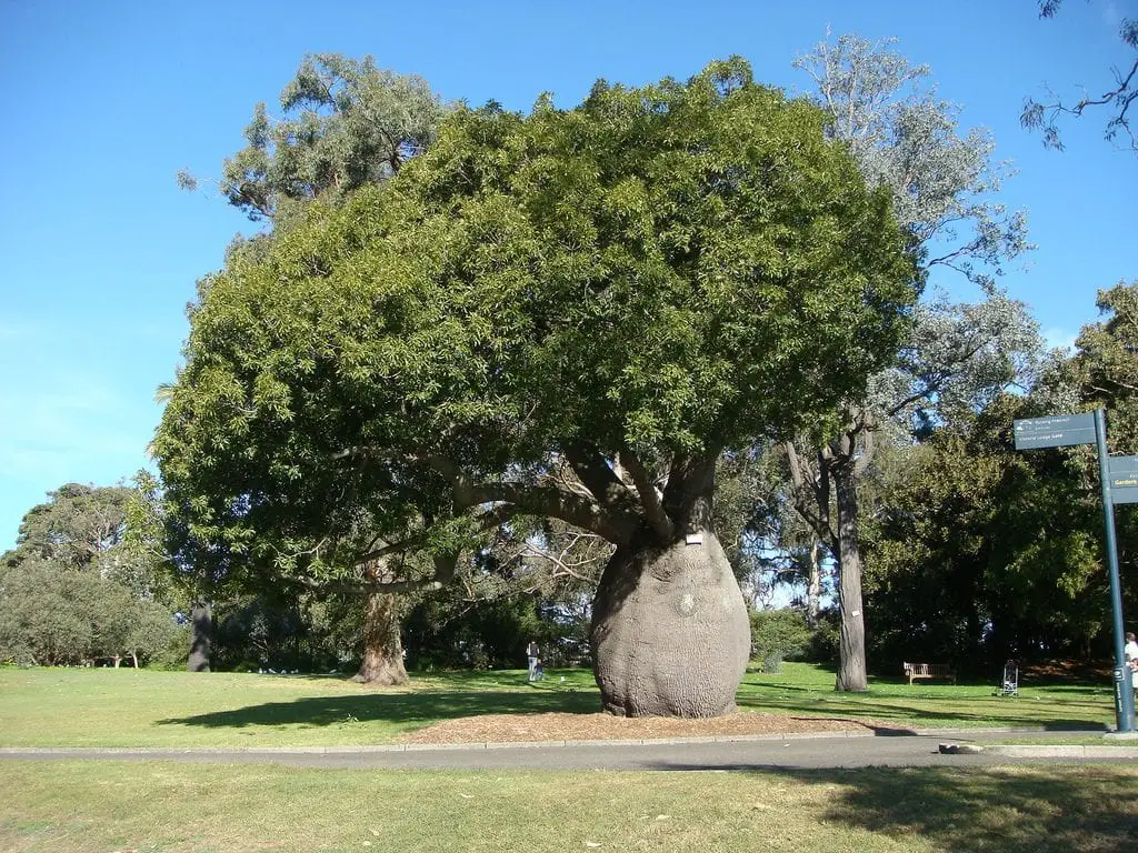 Brachychiton rupestris, the Bottle Tree of Australia