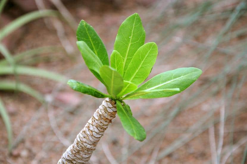 Brighamia remarkable, a spectacular Hawaiian plant