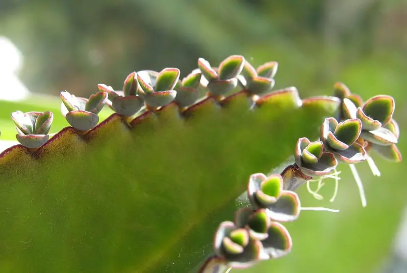 Characteristics and care of the Briophyllum Daigramontianum