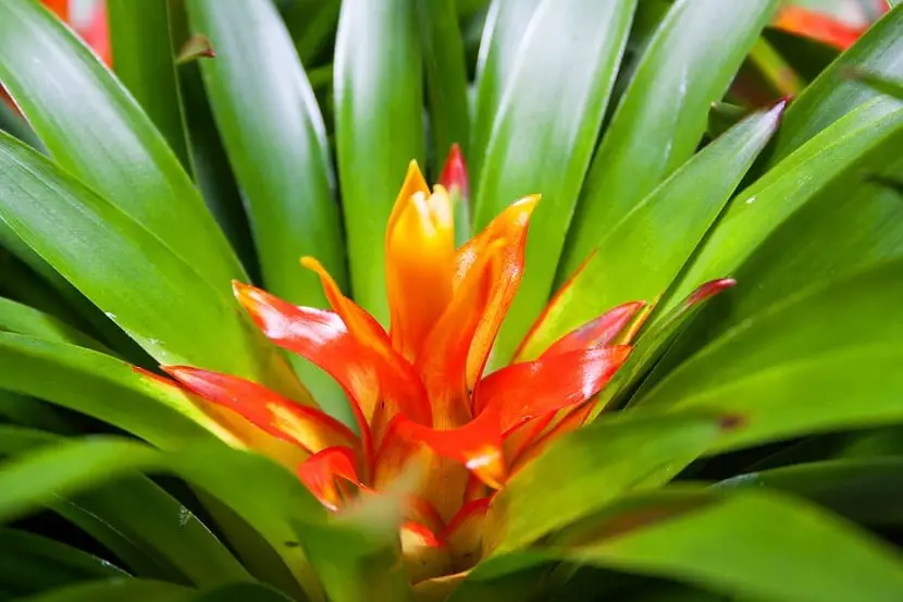 Bromeliad, an ideal plant to have at home