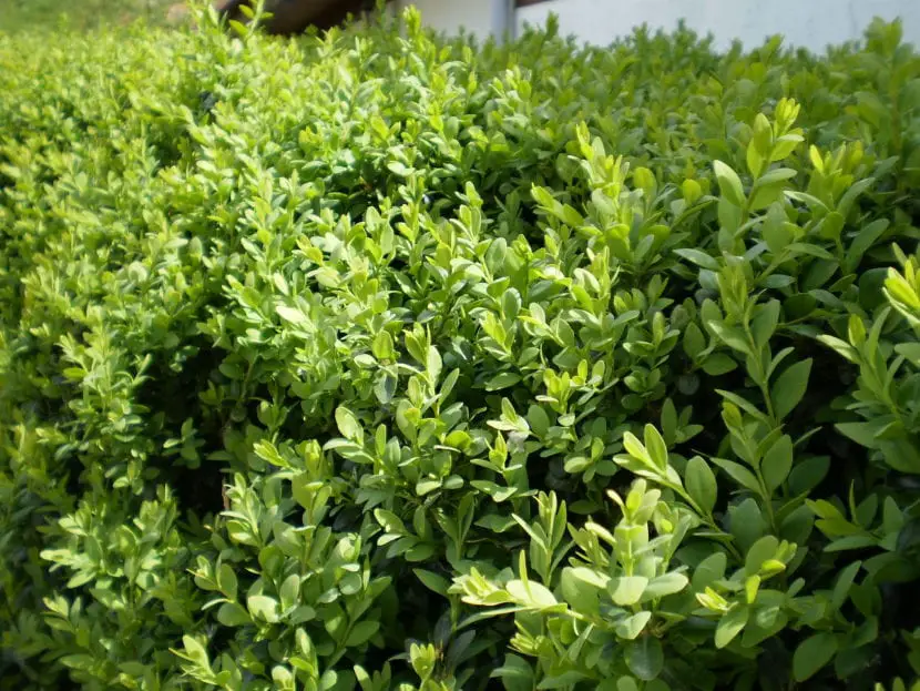 Buxus sempervirens, the common boxwood of gardens and patios
