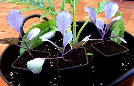 Cabbages: sowing and germination | Gardening On